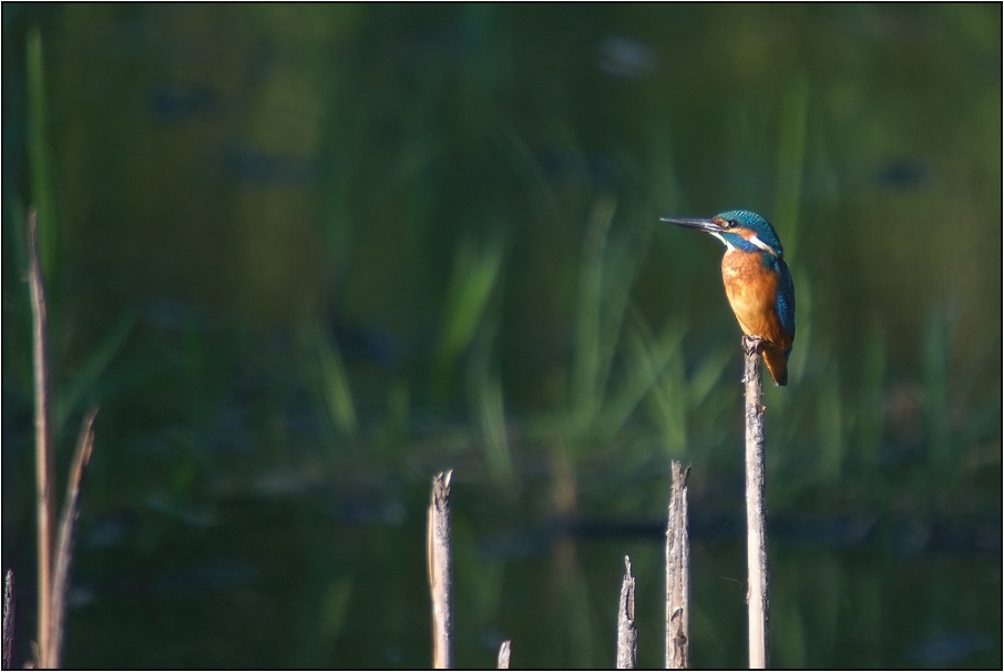 Ledňáček říční