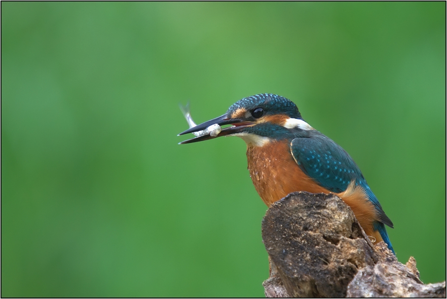 Ledňáček říční