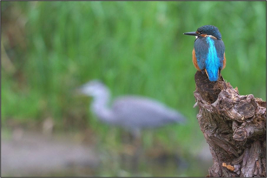 Ledňáček říční