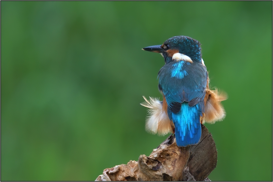 Ledňáček říční