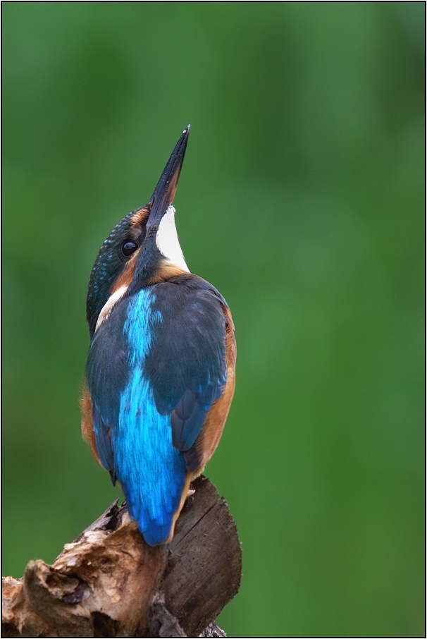 Ledňáček říční