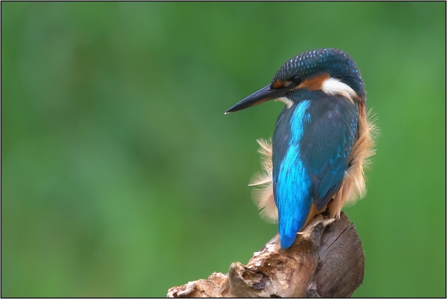 Ledňáček říční