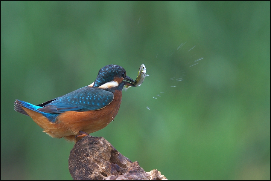 Ledňáček říční