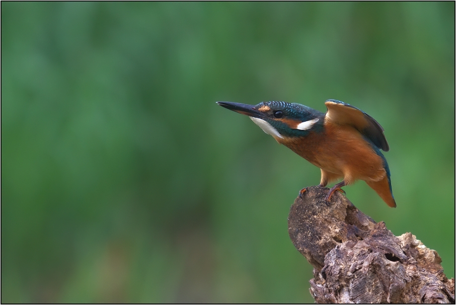 Ledňáček říční