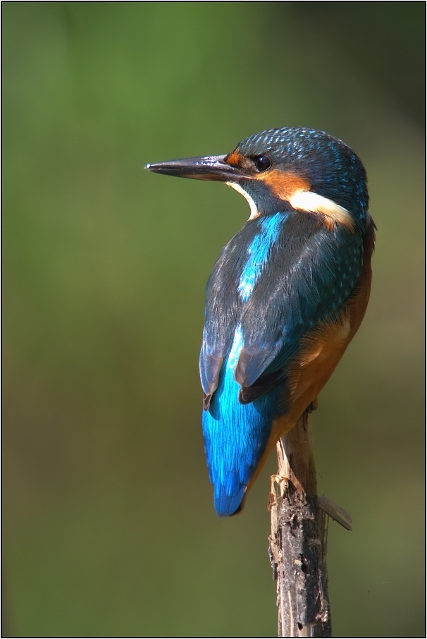 Ledňáček říční