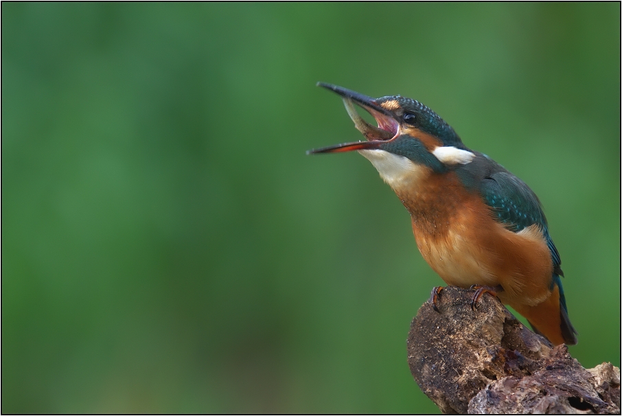 Ledňáček říční