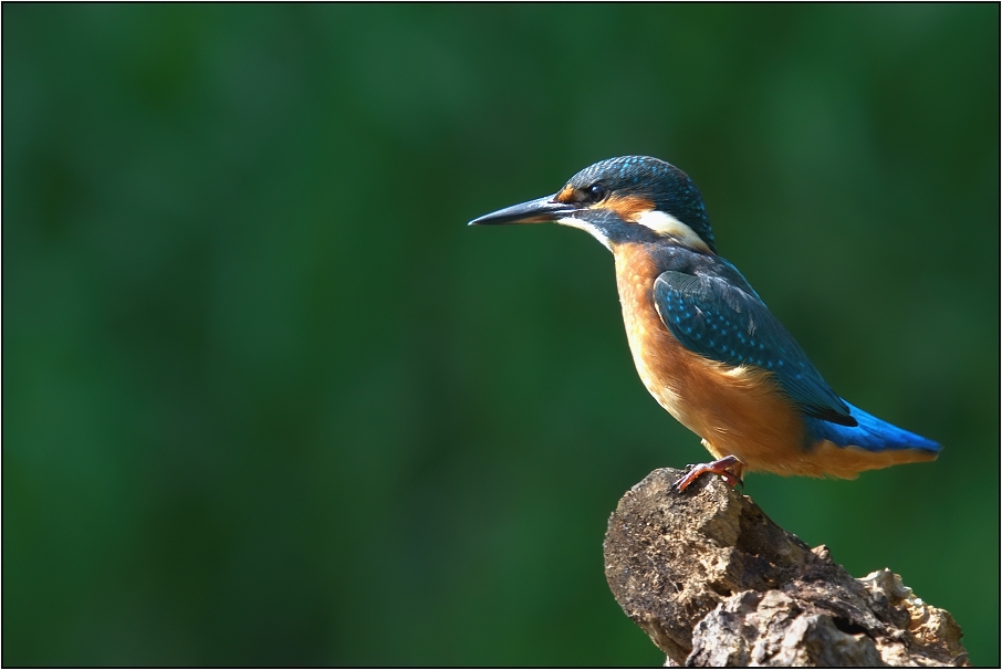 Ledňáček říční