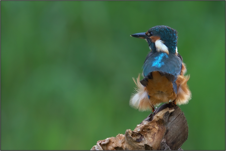 Ledňáček říční