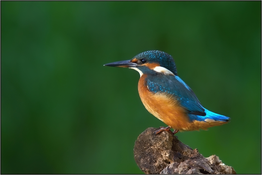 Ledňáček říční