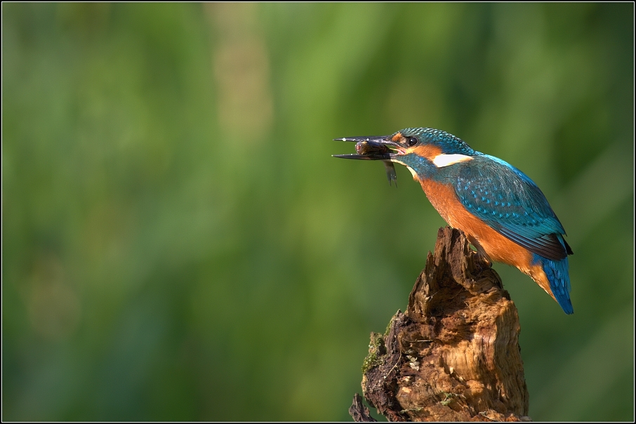 Ledňáček říční