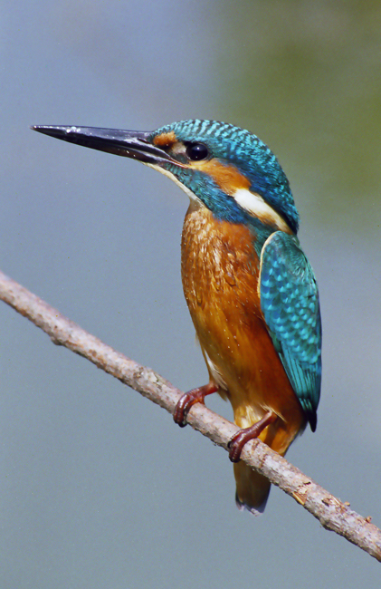 Ledňáček říční