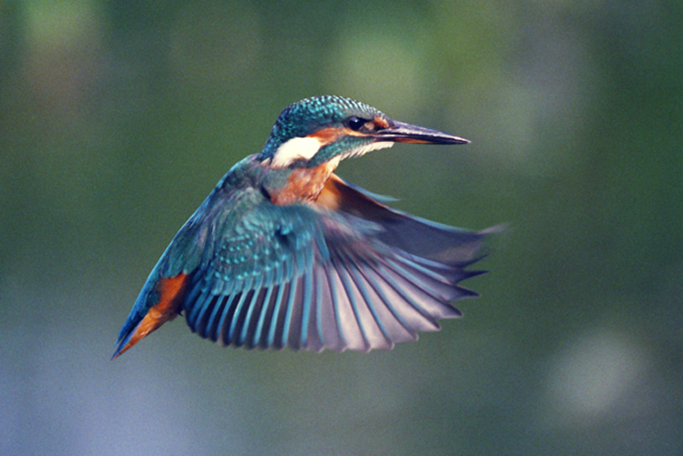 Ledňáček říční