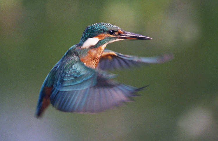 Ledňáček říční