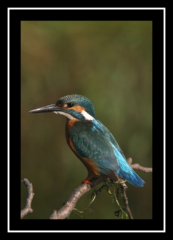 Ledňáček říční