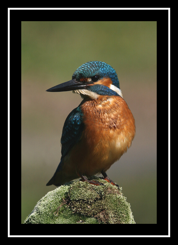 Ledňáček říční