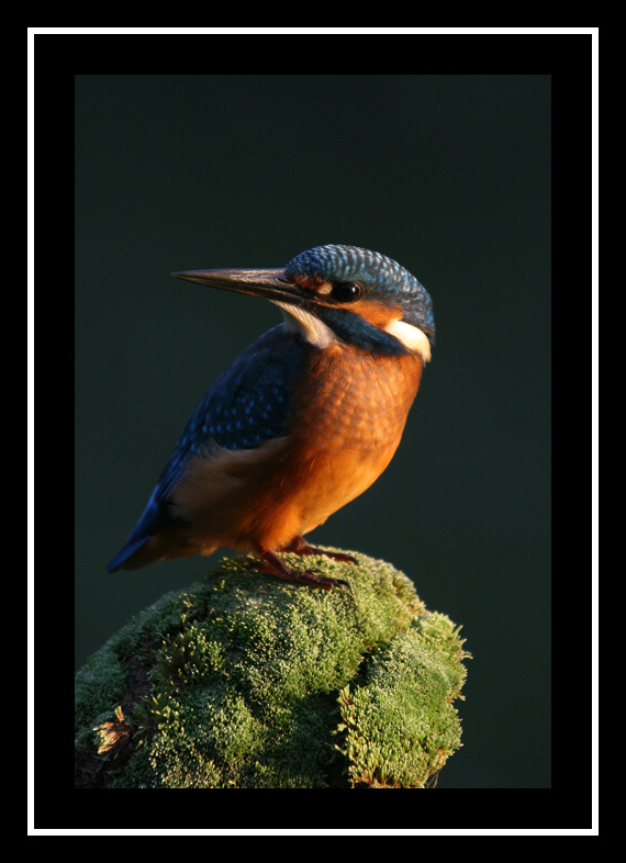 Ledňáček říční