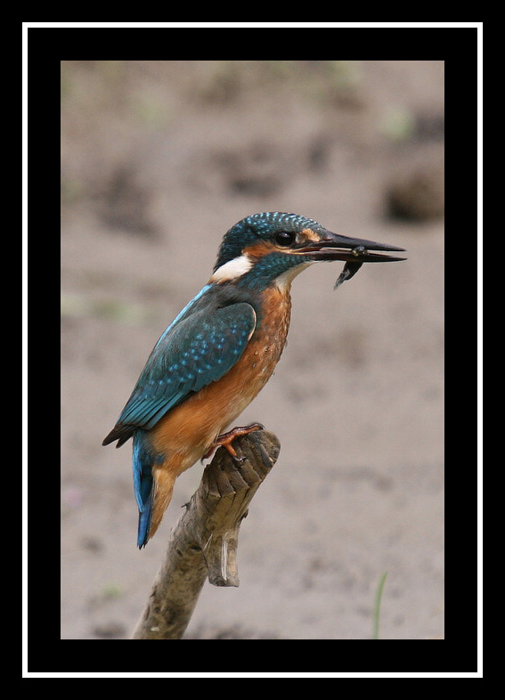 Ledňáček říční