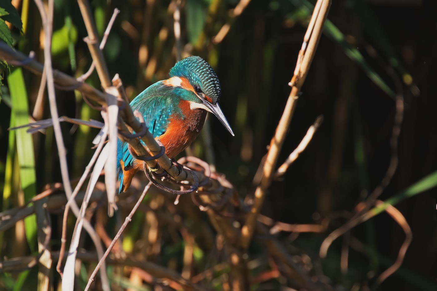 Ledňáček říční  ( Alcedo atthis )