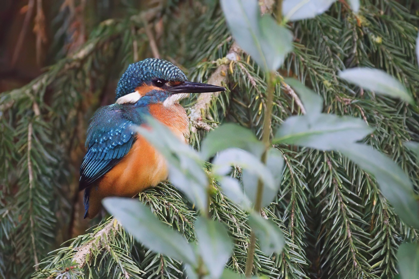 Ledňáček říční  ( Alcedo atthis )