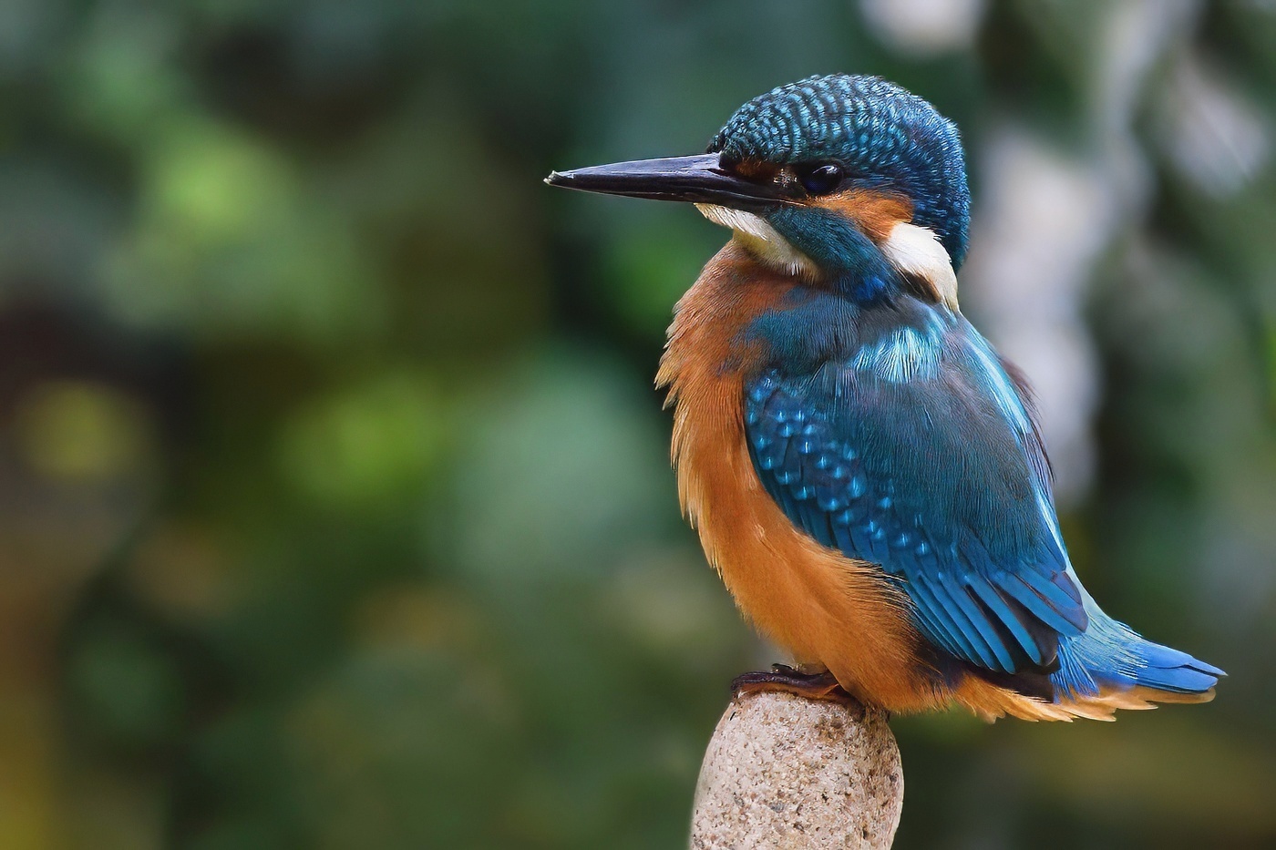 Ledňáček říční  ( Alcedo atthis )