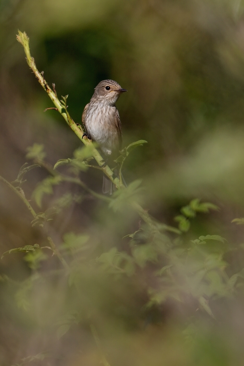 Lejsek šedý  ( Muscicapa striata )
