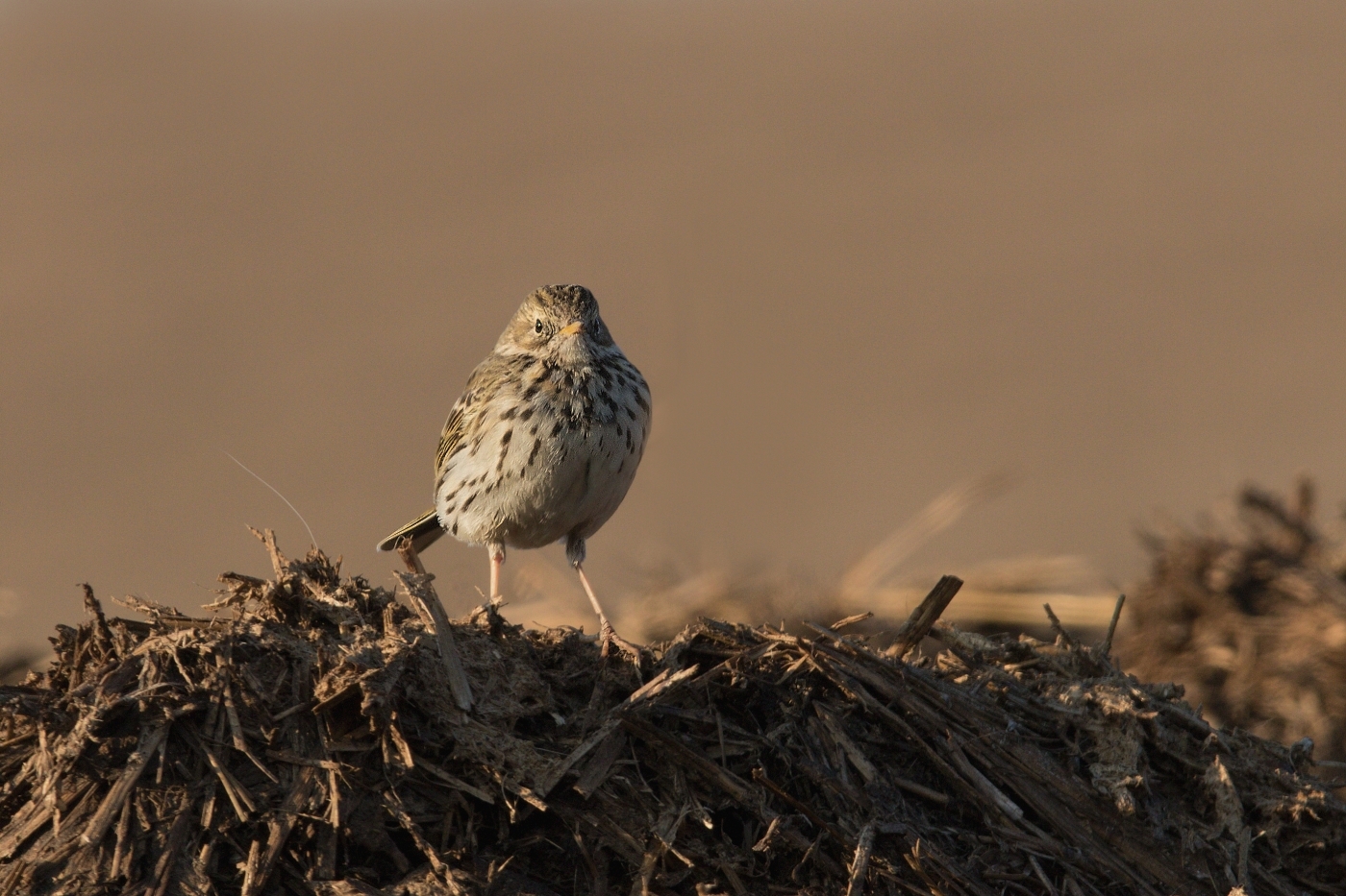 Linduška luční ( Anthus pratensis )