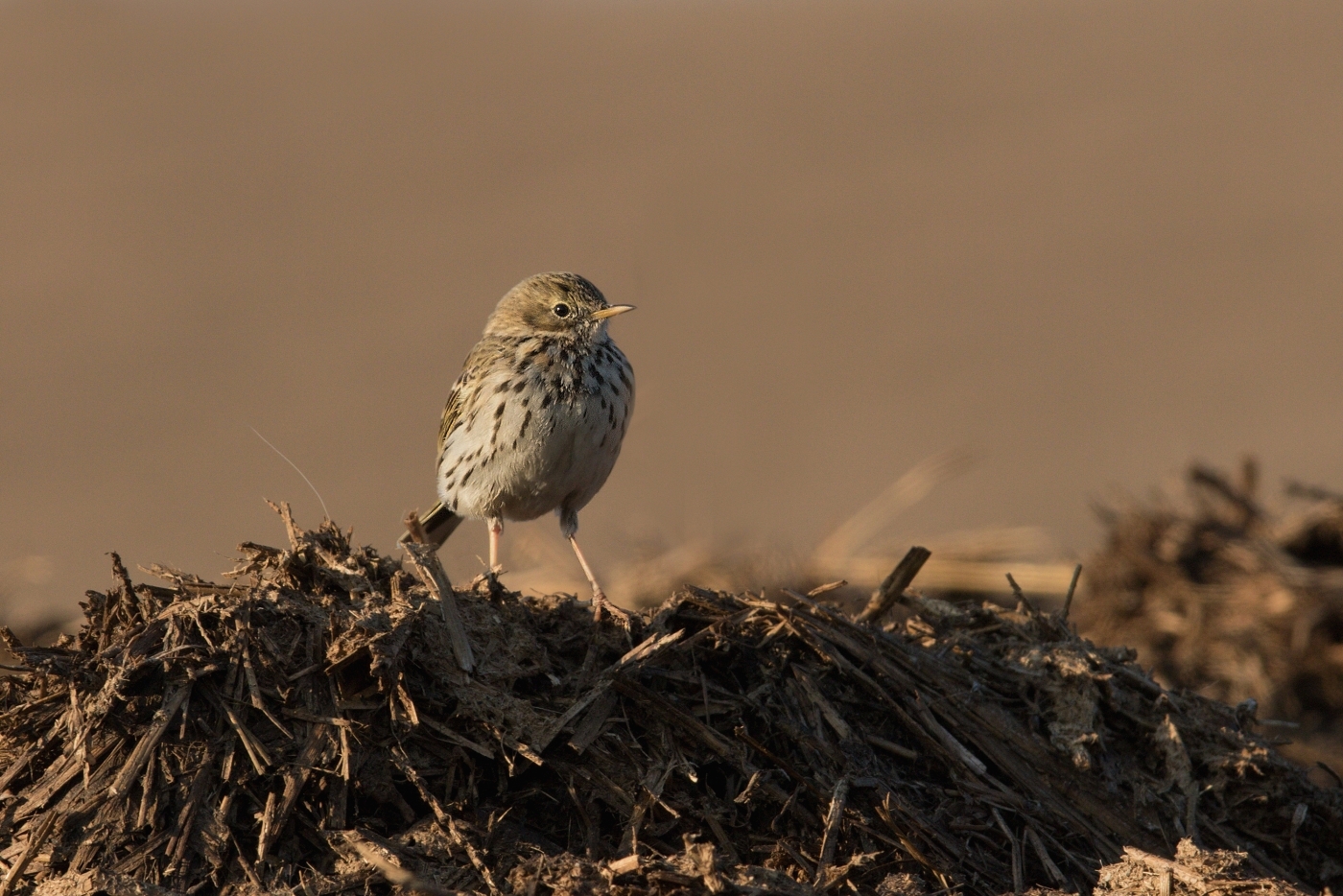 Linduška luční ( Anthus pratensis )