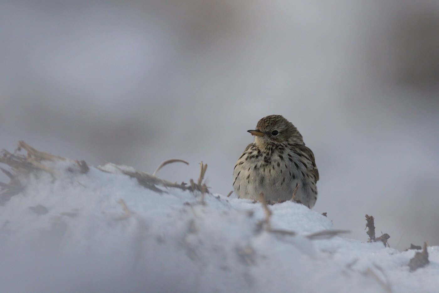 Linduška luční ( Anthus pratensis )
