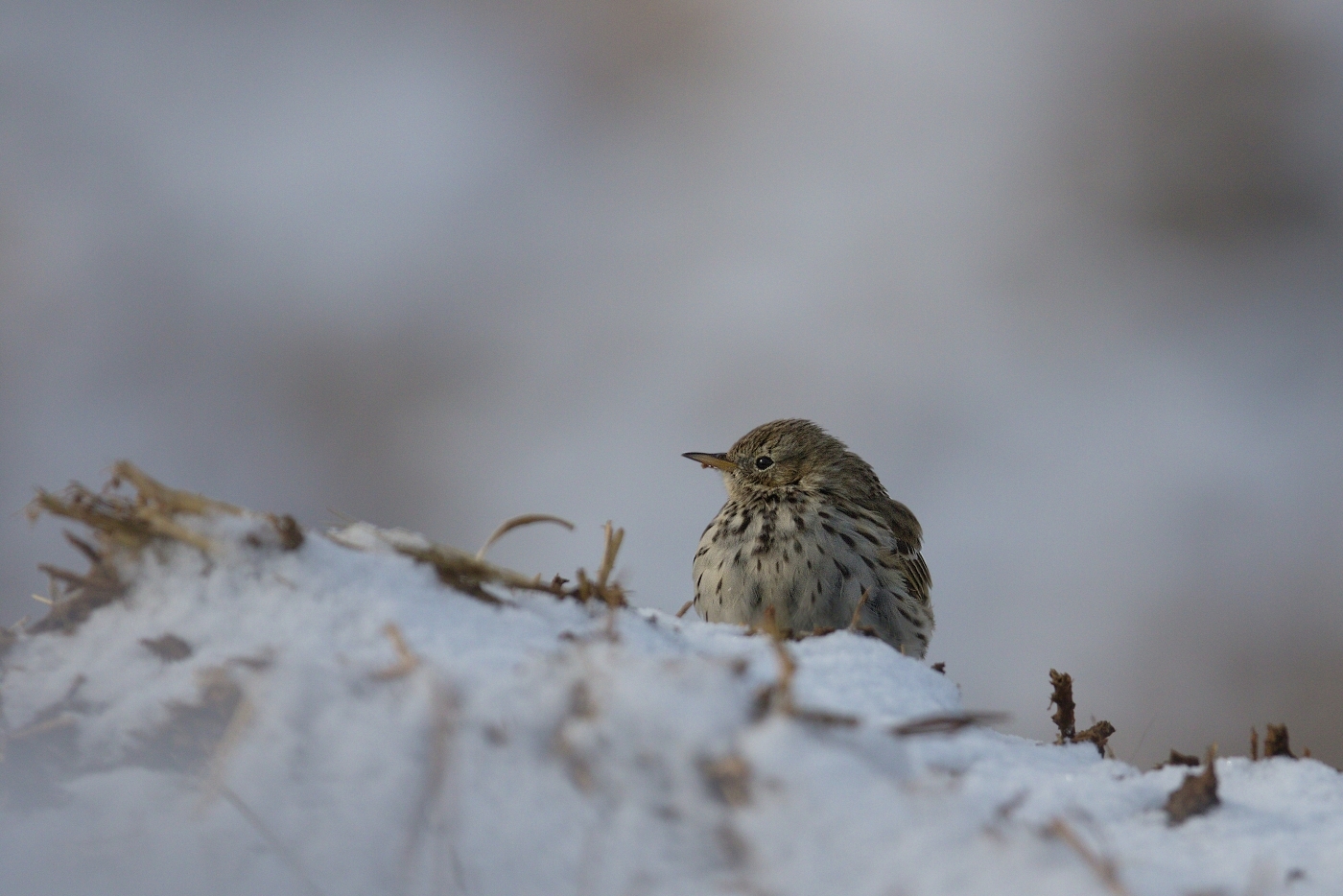 Linduška luční ( Anthus pratensis )