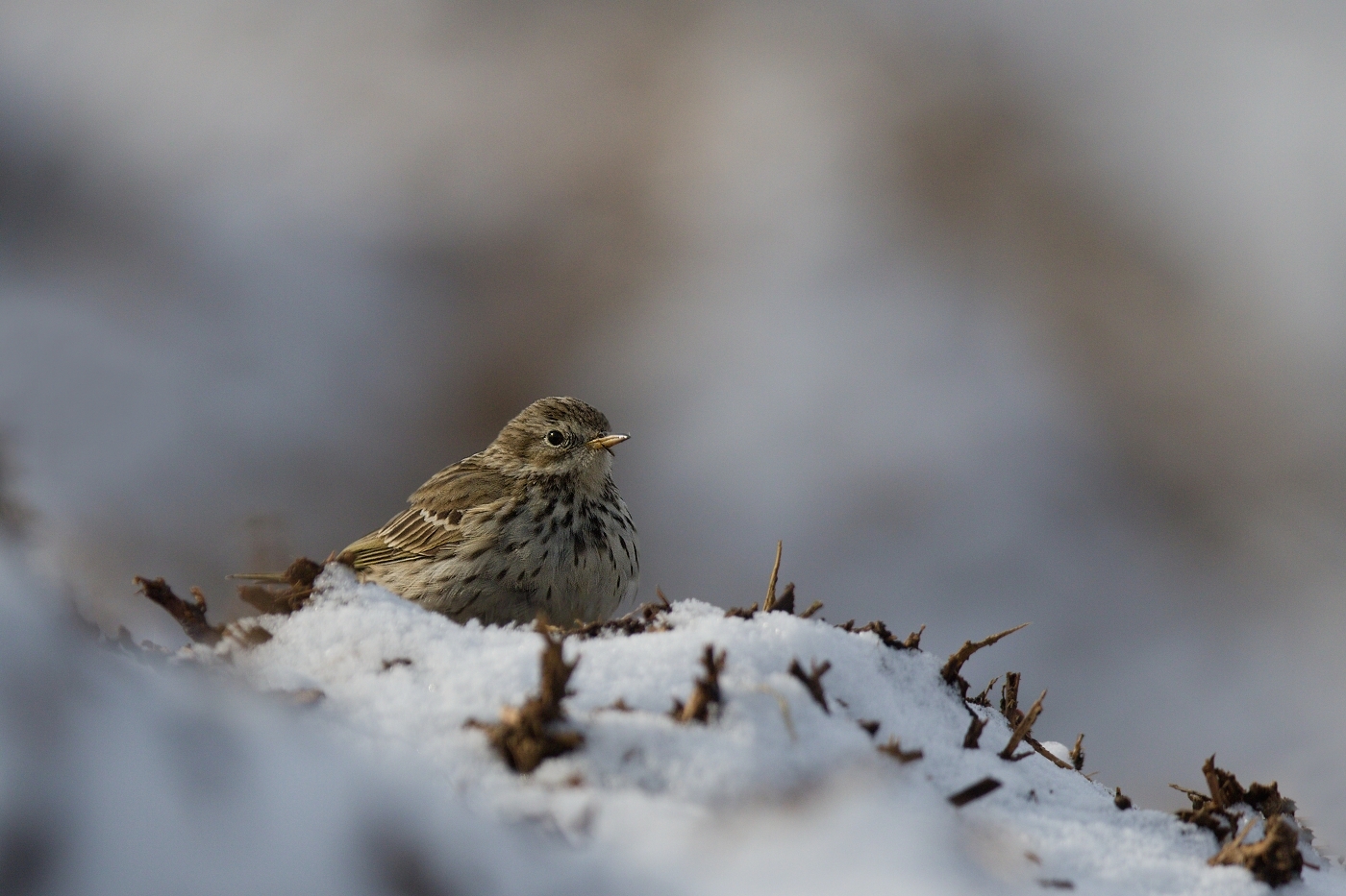 Linduška luční ( Anthus pratensis )