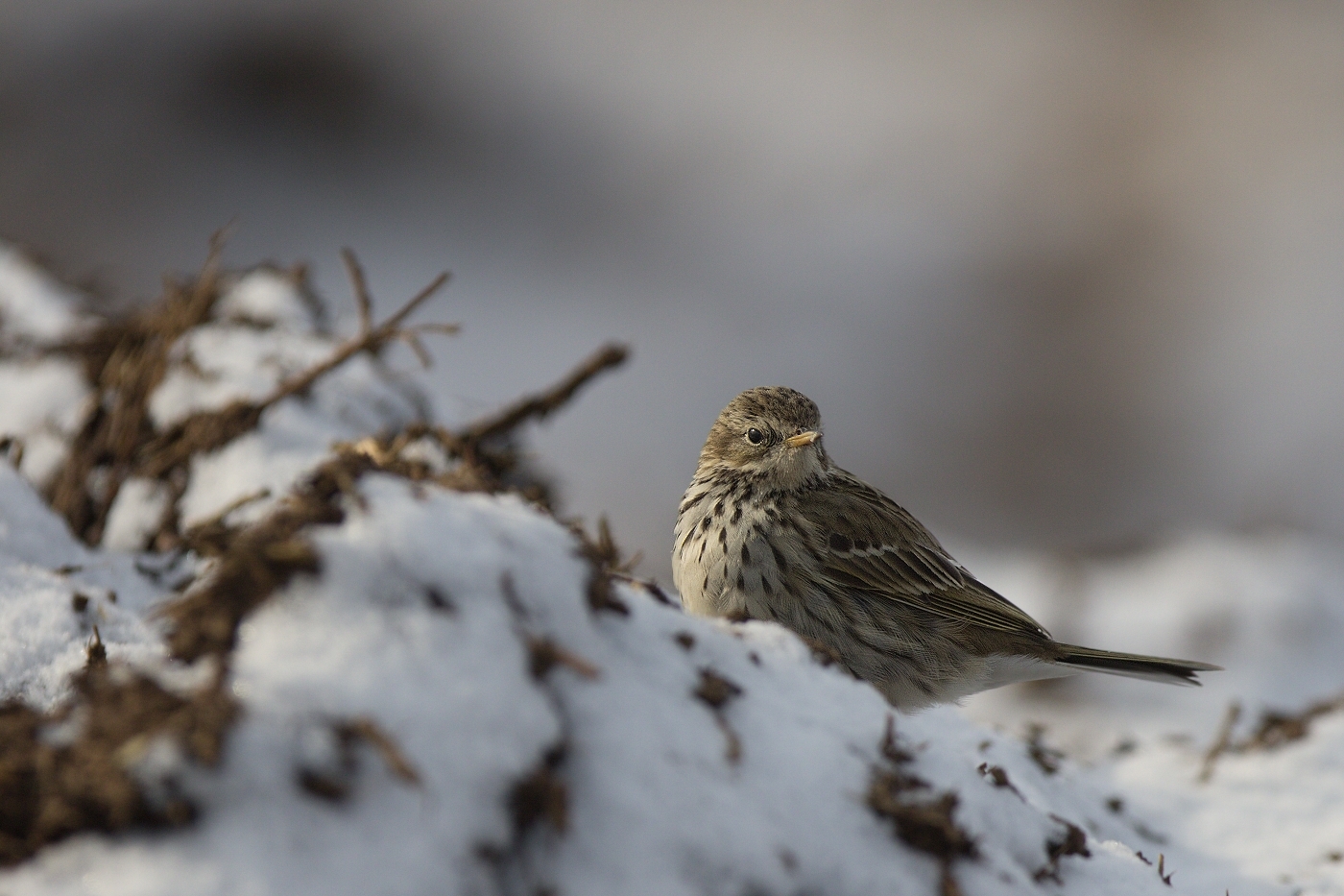 Linduška luční ( Anthus pratensis )