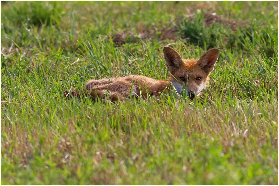 Liška obecná  ( Vulpes vulpes )