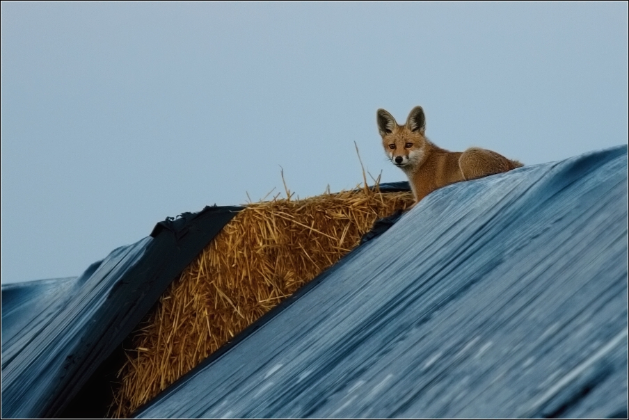 Liška obecná  ( Vulpes vulpes )