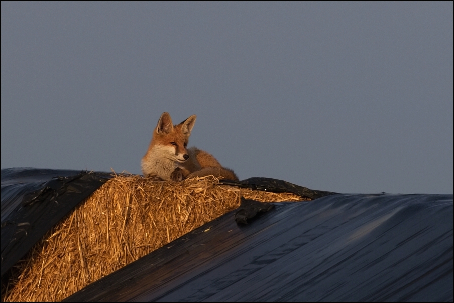 Liška obecná  ( Vulpes vulpes )