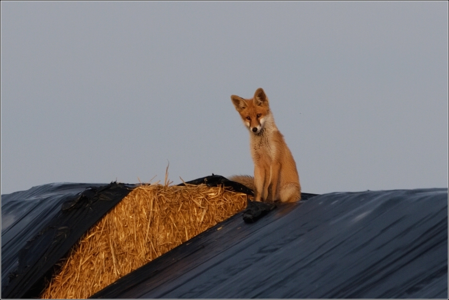 Liška obecná  ( Vulpes vulpes )