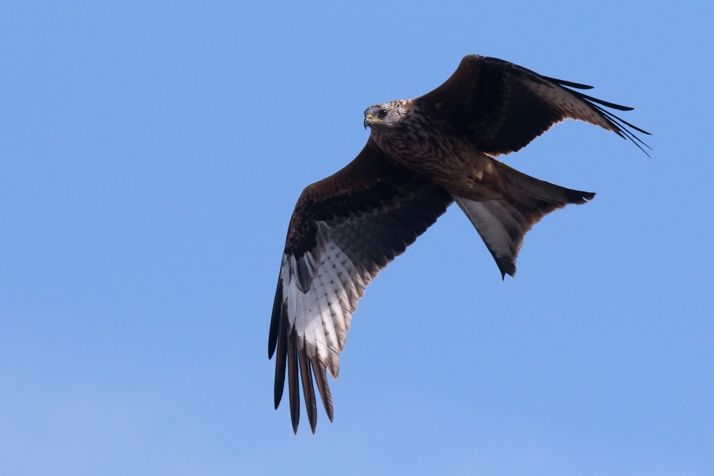 Luňák červený  ( Milvus milvus )