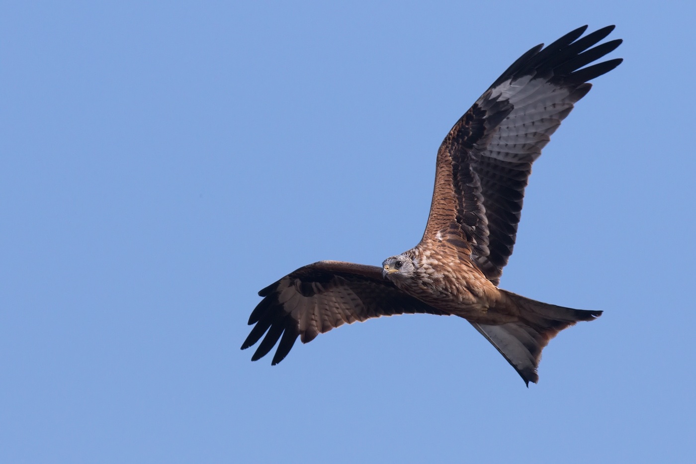 Luňák červený  ( Milvus milvus )