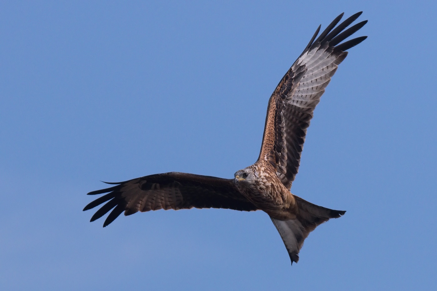 Luňák červený  ( Milvus milvus )