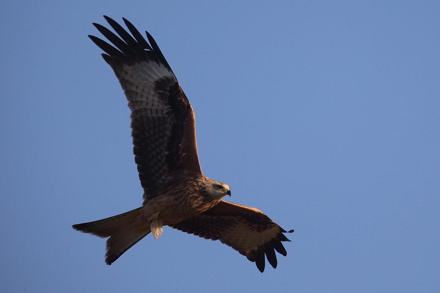 Luňák červený  ( Milvus milvus )