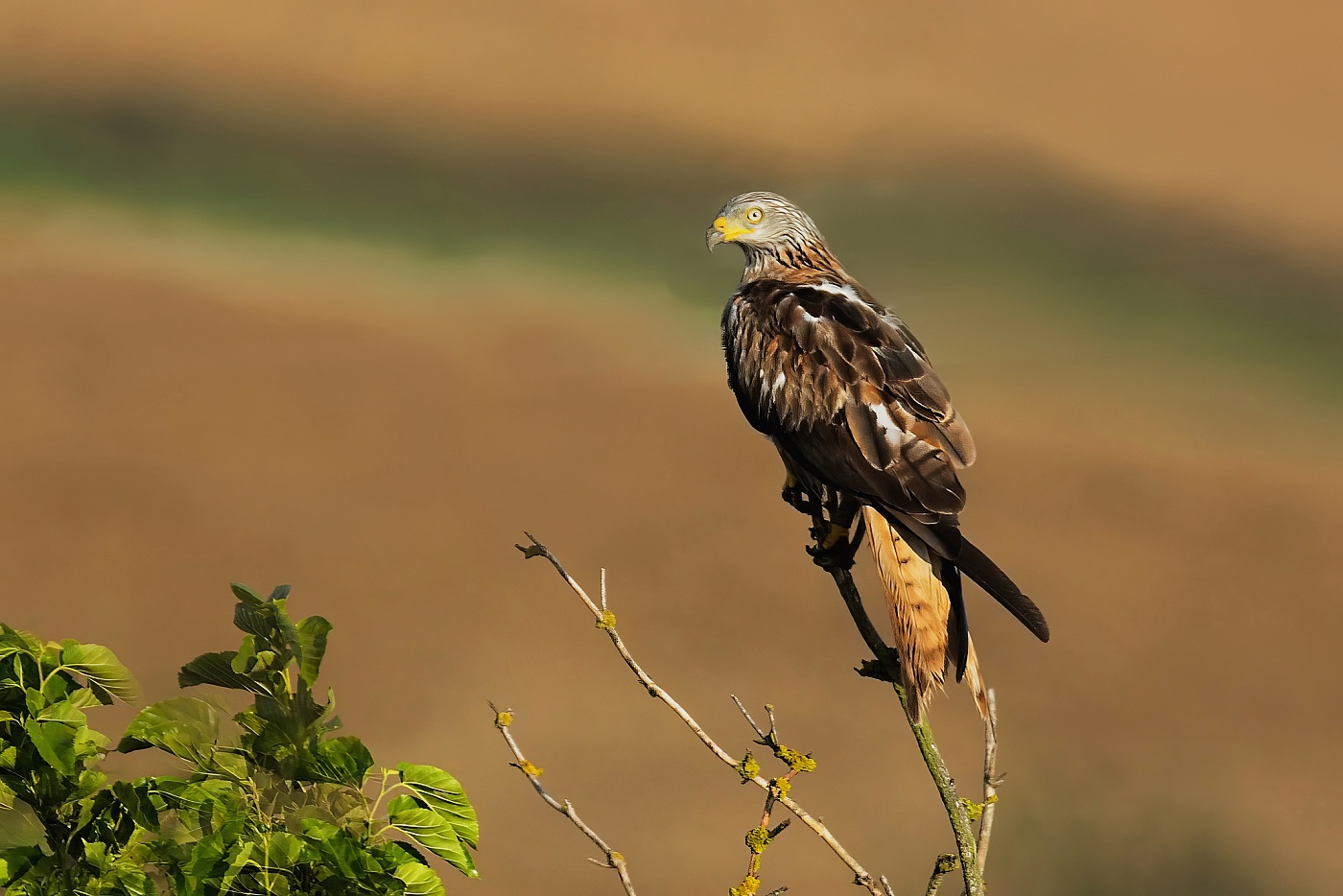 Luňák červený  ( Milvus milvus )