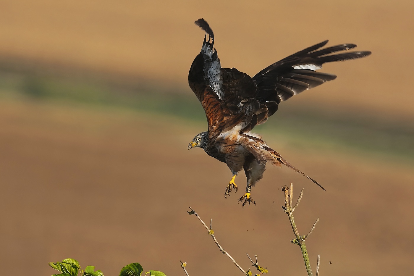 Luňák červený  ( Milvus milvus )