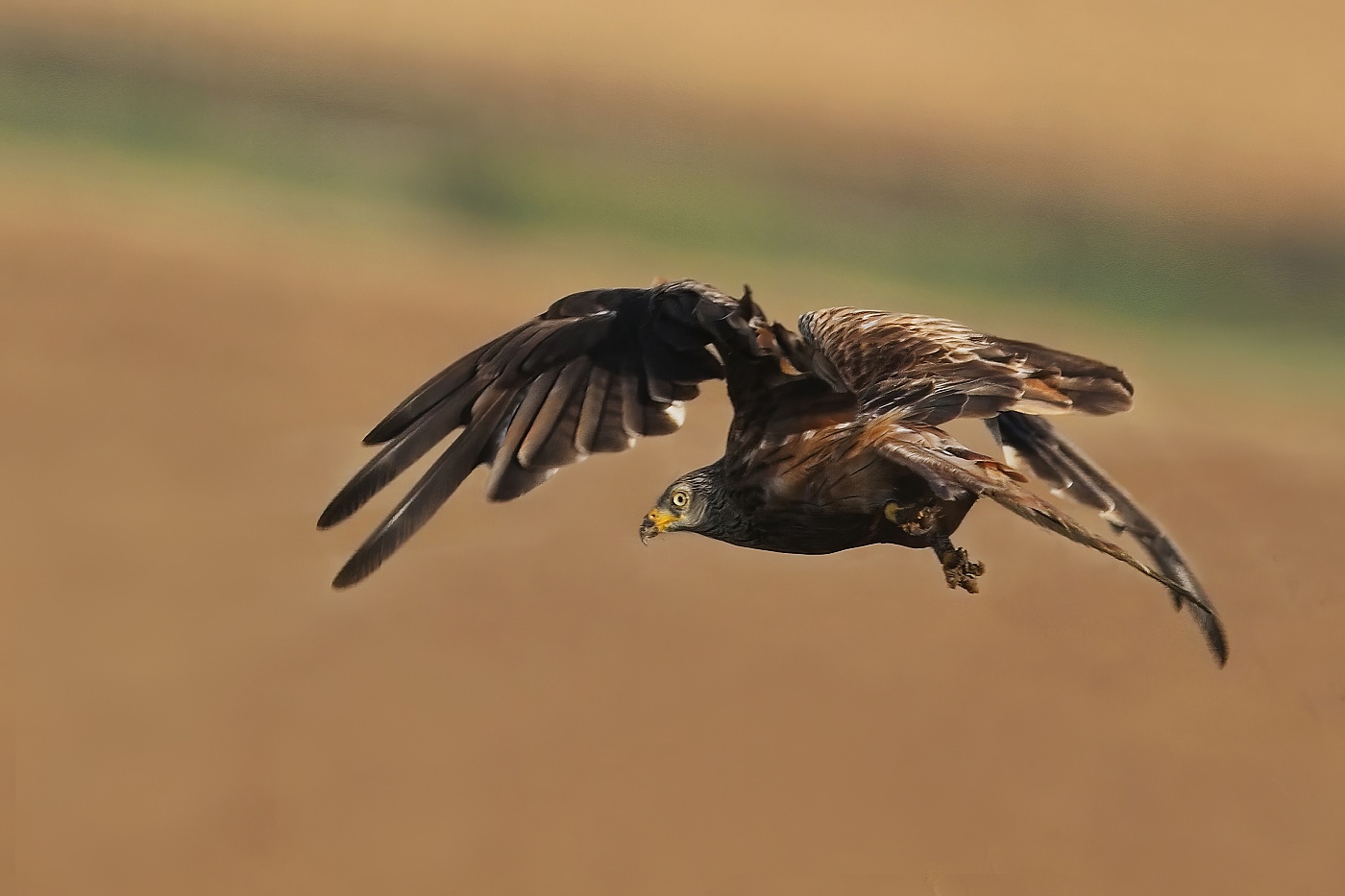 Luňák červený  ( Milvus milvus )