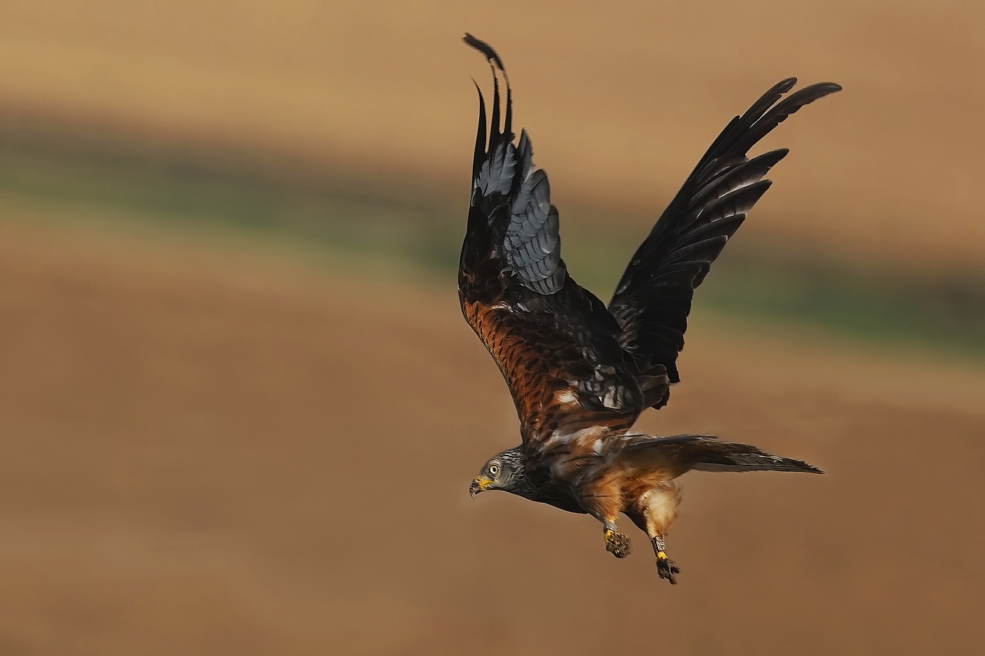 Luňák červený  ( Milvus milvus )