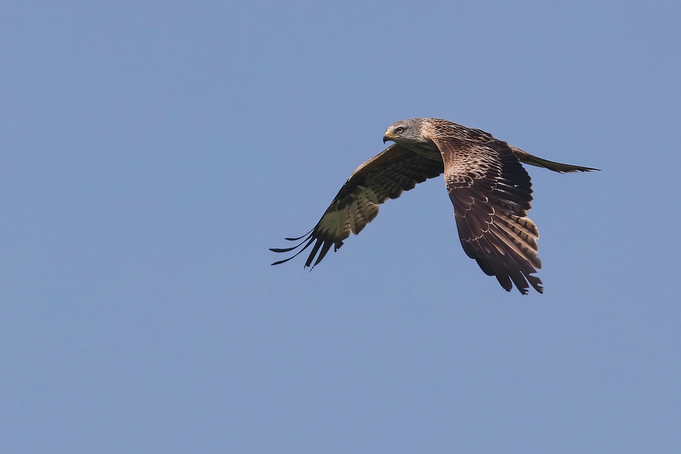 Luňák červený  ( Milvus milvus )