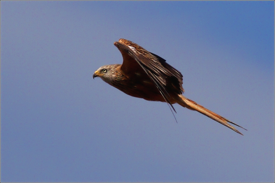 Luňák červený  ( Milvus milvus )