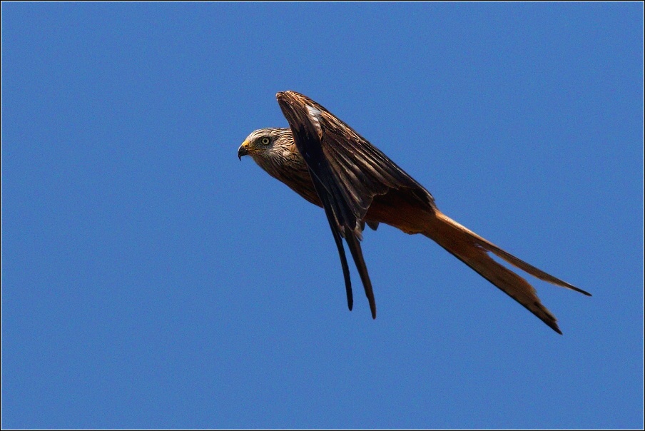 Luňák červený  ( Milvus milvus )