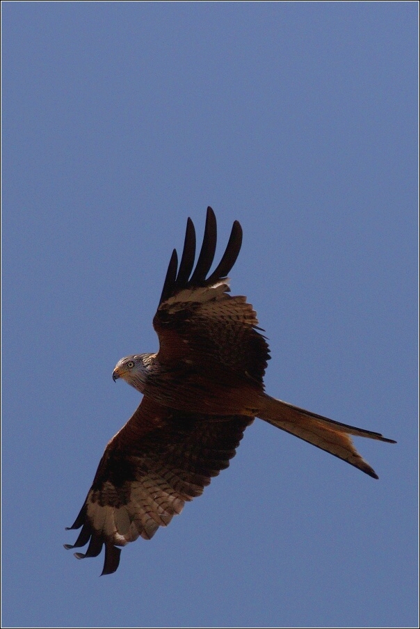 Luňák červený  ( Milvus milvus )