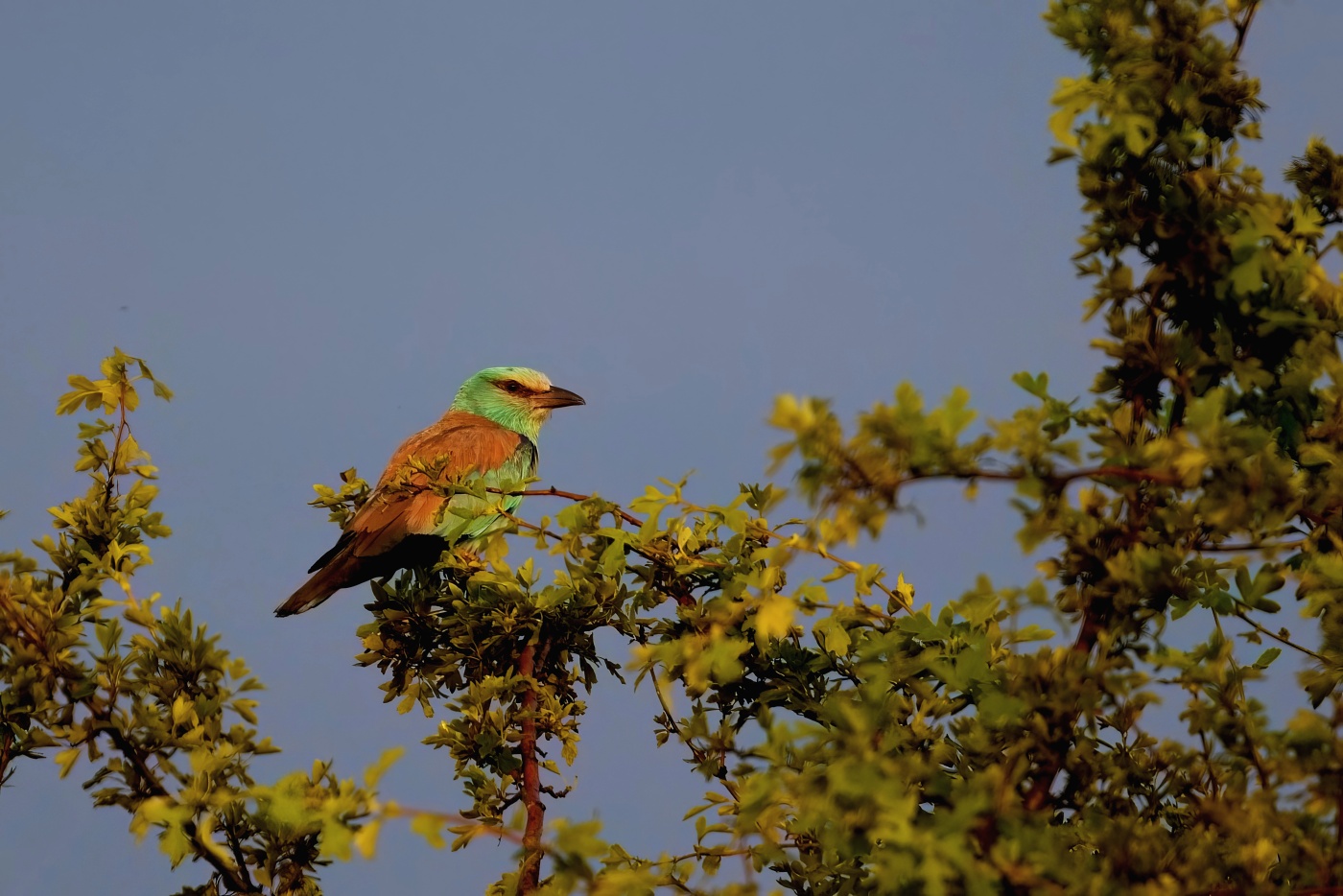 Mandelík hajní  ( Coracias garrulus )