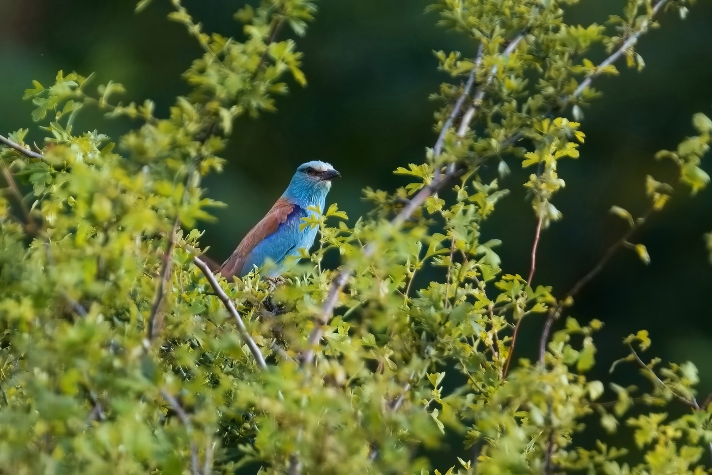 Mandelík hajní  ( Coracias garrulus )