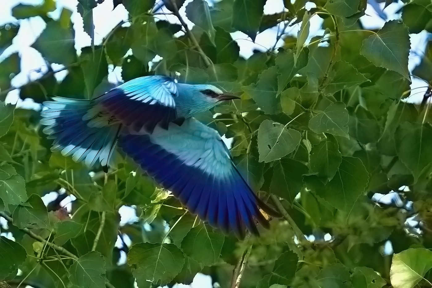Mandelík hajní  ( Coracias garrulus )